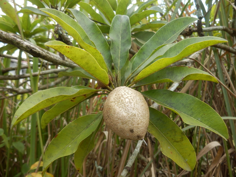 Sapodilla Fruit near Confluence