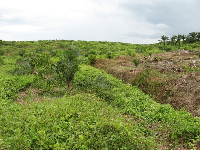 View facing south.