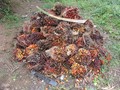 #8: Recently harvested fruit from the palms, waiting for pickup by the side of the road to be turned into palm oil. The engraved frond on top says who the pile belongs to.