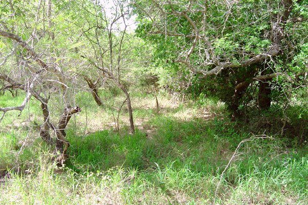 The Confluence viewed from the North, 15 m away.