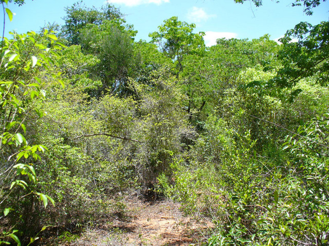 View from the Confluence to the North