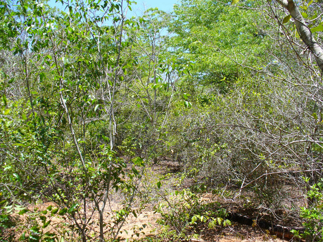 View from the Confluence to the East