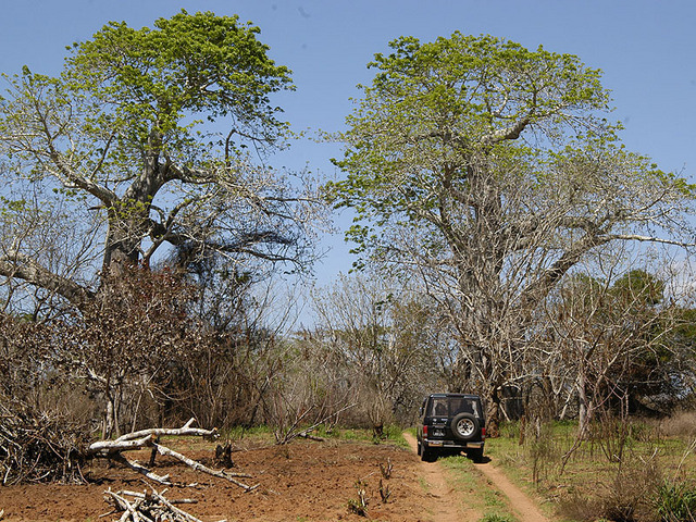 Baobabs near the Confluence