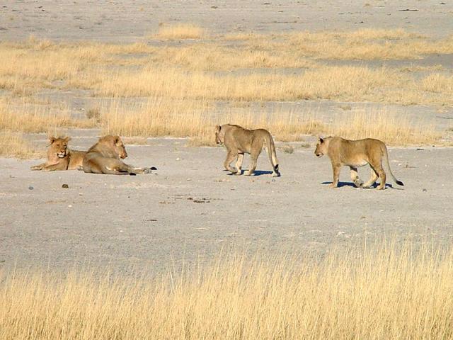 Group of four lions