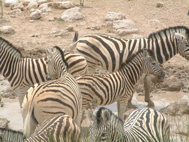 Zebras