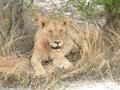 #3: Lioness