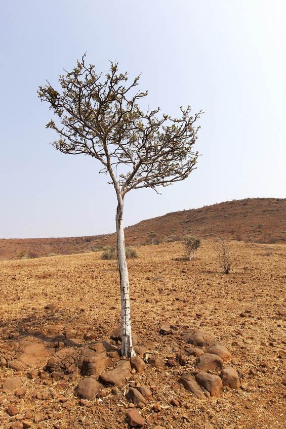 Shepherd's tree