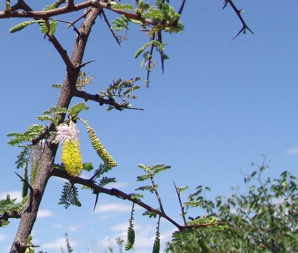 Sickle bush flower