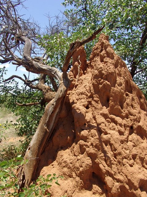 Termite mound