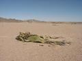 #11: Welwitschia mirabilis