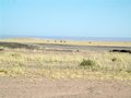 #9: Springbok in the distance