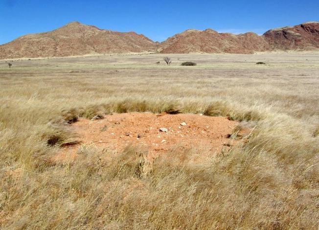 General view showing "fairy circle"