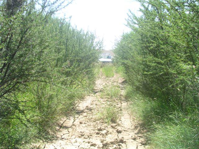 Dense Acacia Karoo trees