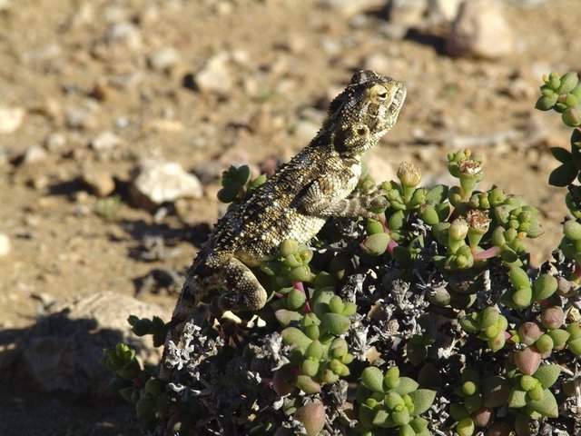 A Ground Agama lizard basking in the sun