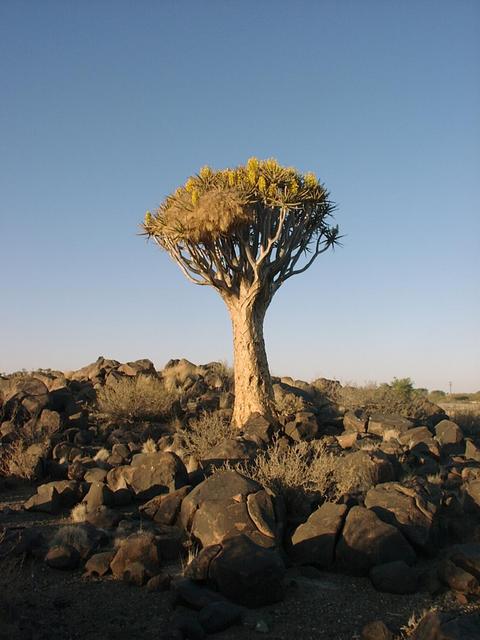 Quiver tree with social nest