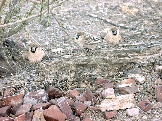 Sociable weavers