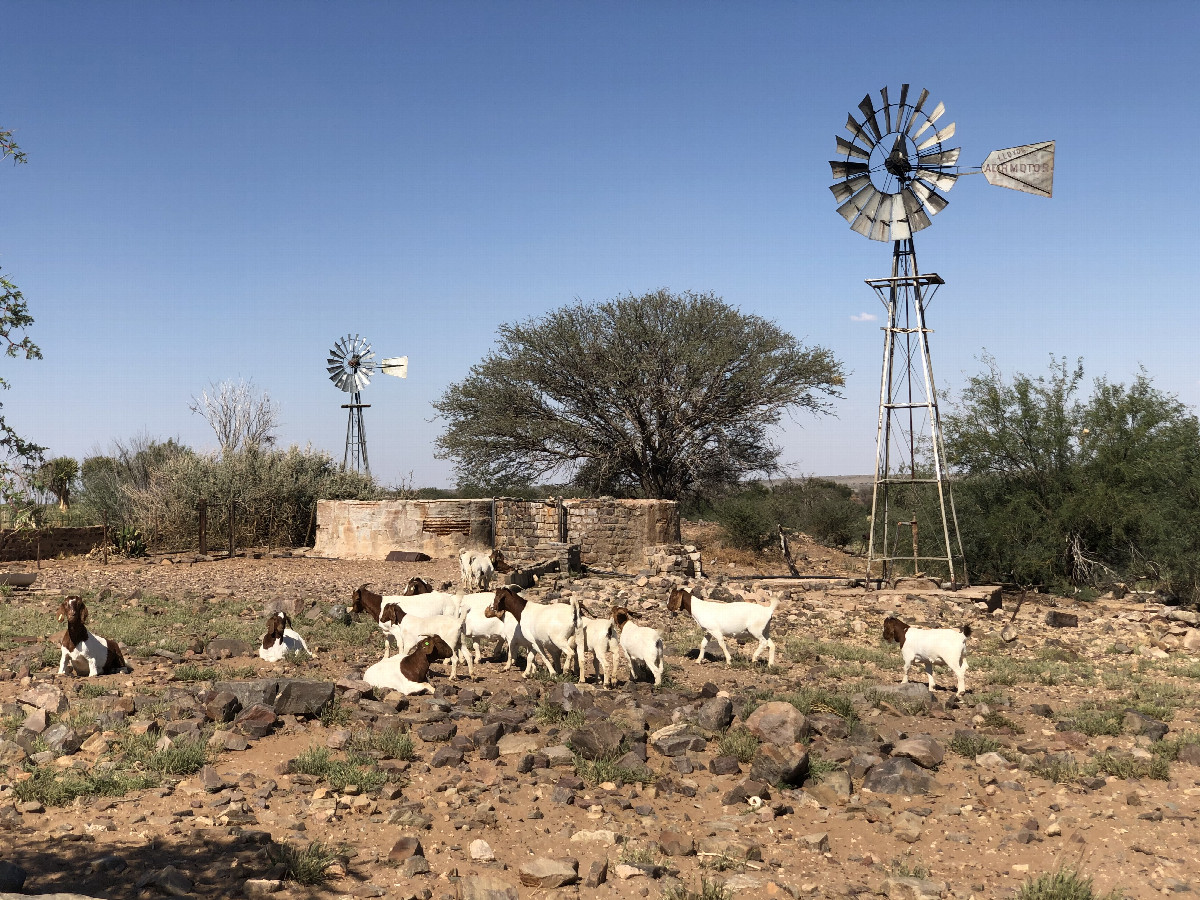 The Sheep Farm