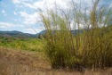 #9: View West (from 20m east of the point, outside the bamboo patch).  The confluence point lies within the bamboo in the lower-right of the photo.