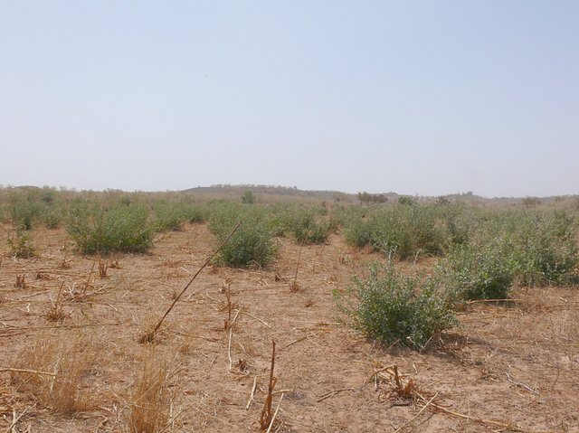 A shot across the confluence looking east to a low hill