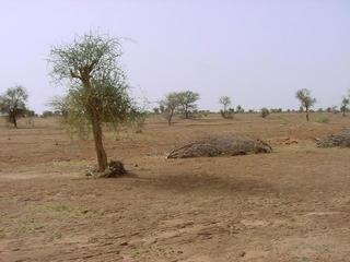 #1: The thorn tree growing from the confluence point