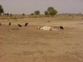 #3: Vultures gathered around the carcass of a cow