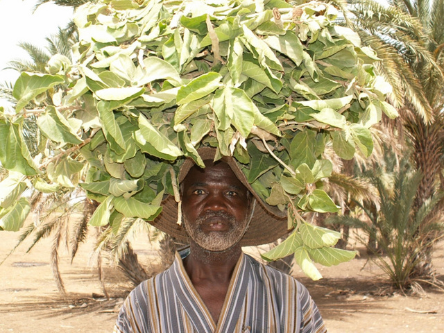 The increase in trees means more fodder for livestock