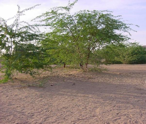 The confluence point shaded by a thorn bush.