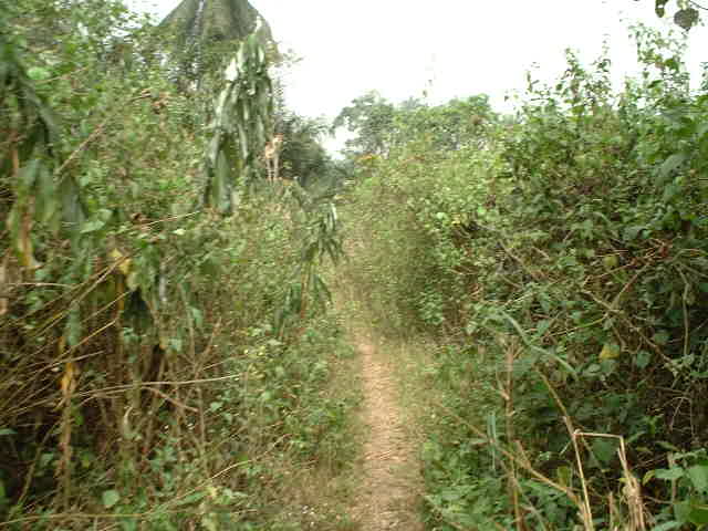 Path towards Confluence