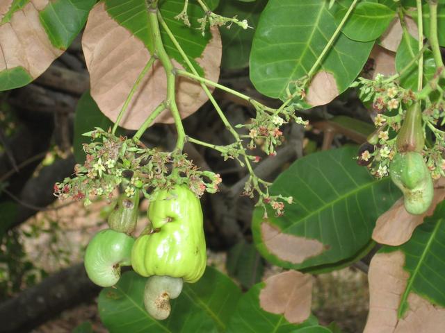 Cashew nut