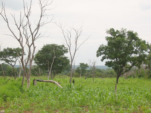 Locals working on the field