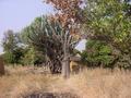 #5: The Jarawa courtyard on the way to the Confluence