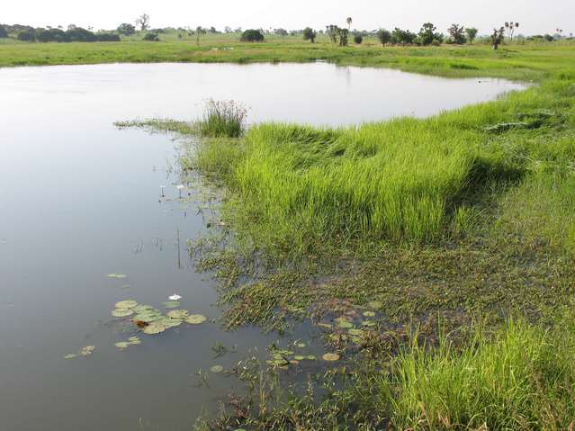 Wetlands