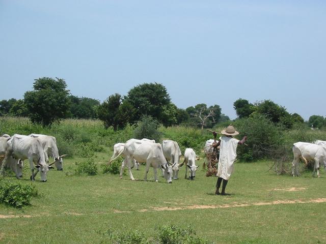 Fulani herdsman