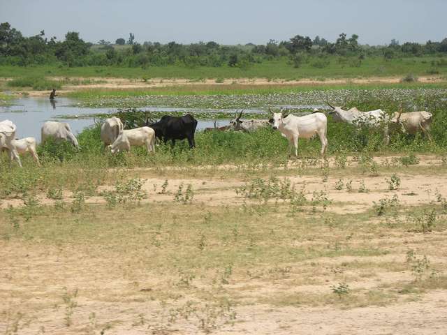 Marsh land