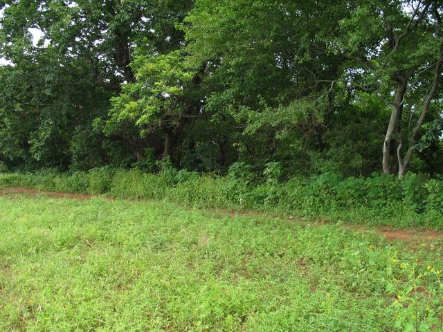 General area of confluence at the edge of the pasture.