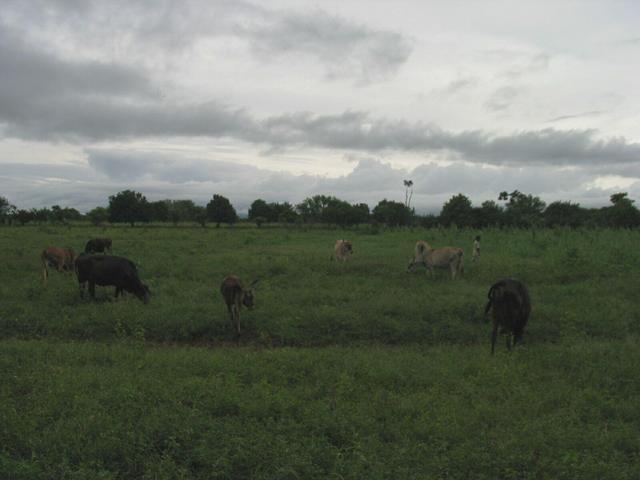 View south. Cattle and ranch hand.