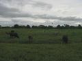 #3: View south. Cattle and ranch hand.