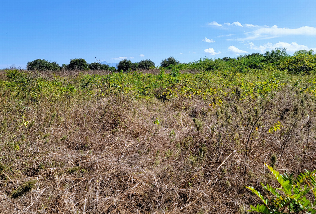 View south is a general overview of the area and the large, empty field.