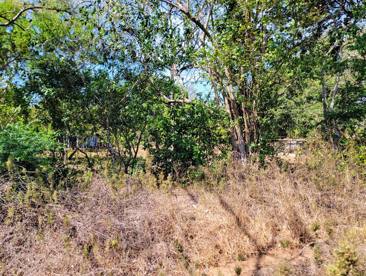 View north with several houses through the trees. 