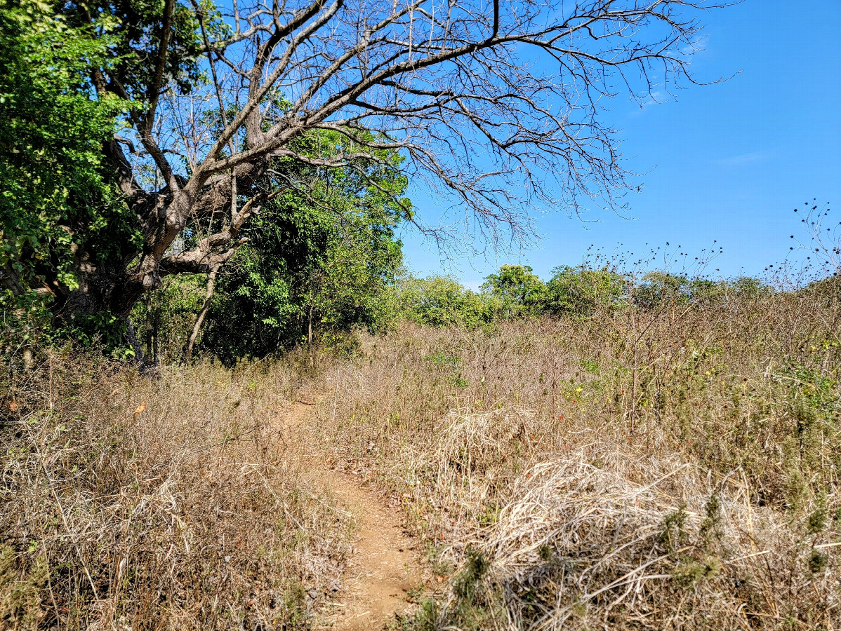 View east along the path beside the field. 