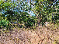 #2: View north with several houses through the trees. 