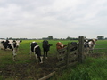 #7: More cows