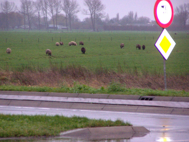 View to the Southeast with grazing sheep