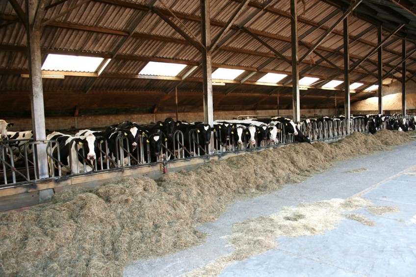 Cows in the cowshed