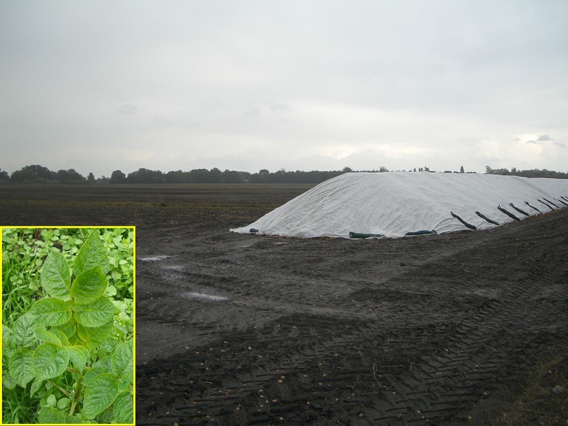 Potatoes ready for transport, potato plant