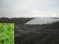 #9: Potatoes ready for transport, potato plant