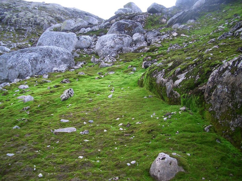 Verdigris green moss on the ascent up towards the cp