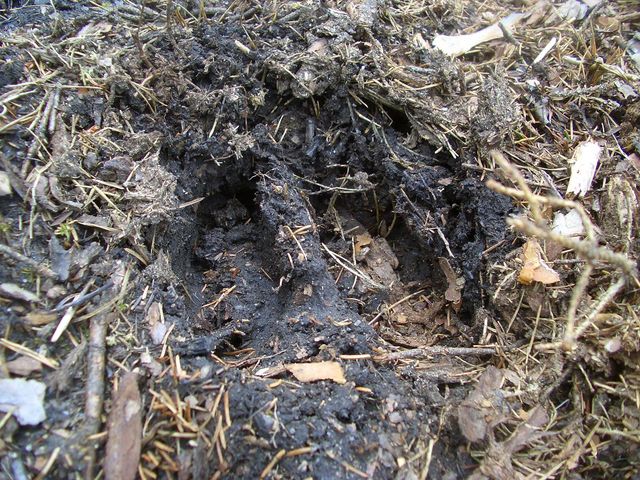 Foot print of elk