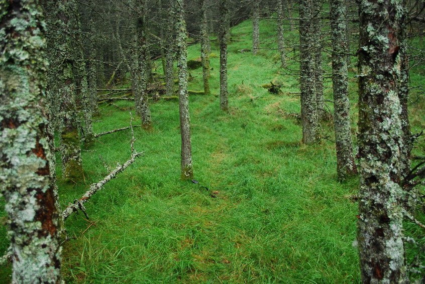 Area of CP 60N 6E lies on a trail (looking north)