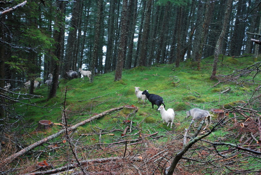 Sheep on the way back